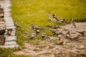 Little birds are often spotted playing on the grass. 