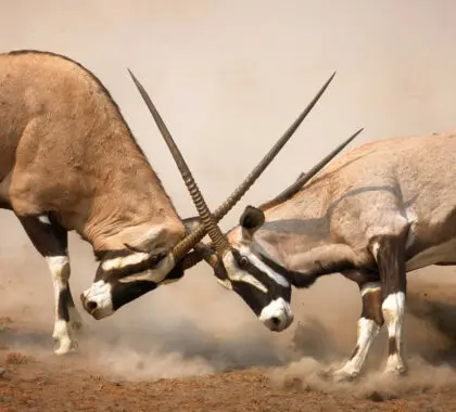  Intensa lucha entre dos Gemsbok macho en las llanuras polvorientas de Etosha