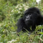 Un gorila mira desde lo alto de un arbusto en Ruanda. 