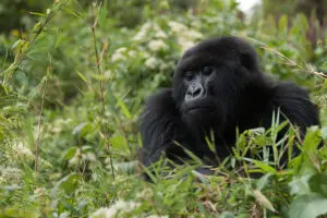 Un gorila mira desde lo alto de un arbusto en Ruanda. 