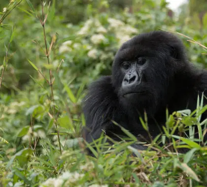 Un gorila mira desde lo alto de un arbusto en Ruanda. 