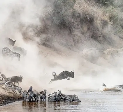 Dramática foto de manadas de cebras y ñus saltando al río Mara en Kenia. 