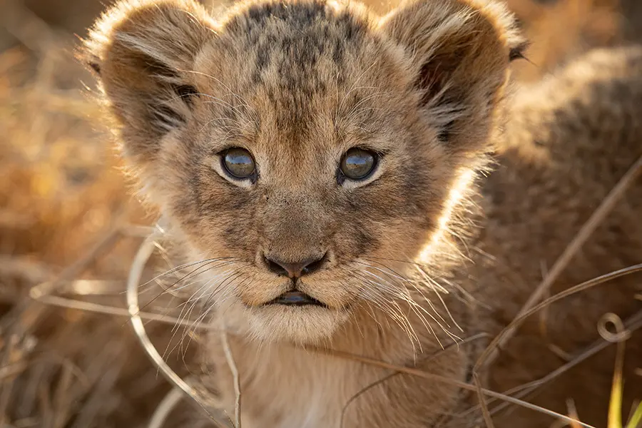 Safaris fotográficos por el Parque Nacional Kruger, Sudáfrica | Go2Africa