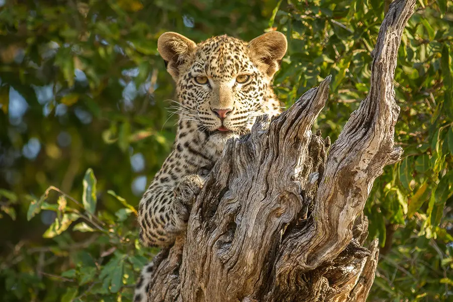 Safari fotográfico con leopardos en Sudáfrica | Go2Africa