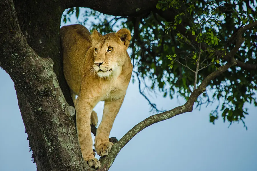 León en un árbol en Mara Plains Camp, Kenia | Go2Africa