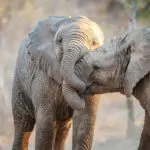 Dos elefantes jugando en el Parque Nacional Kruger, Sudáfrica.