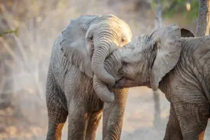 Dos elefantes jugando en el Parque Nacional Kruger, Sudáfrica.