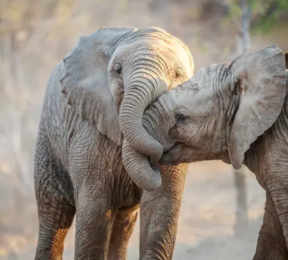 Dos elefantes jugando en el Parque Nacional Kruger, Sudáfrica.