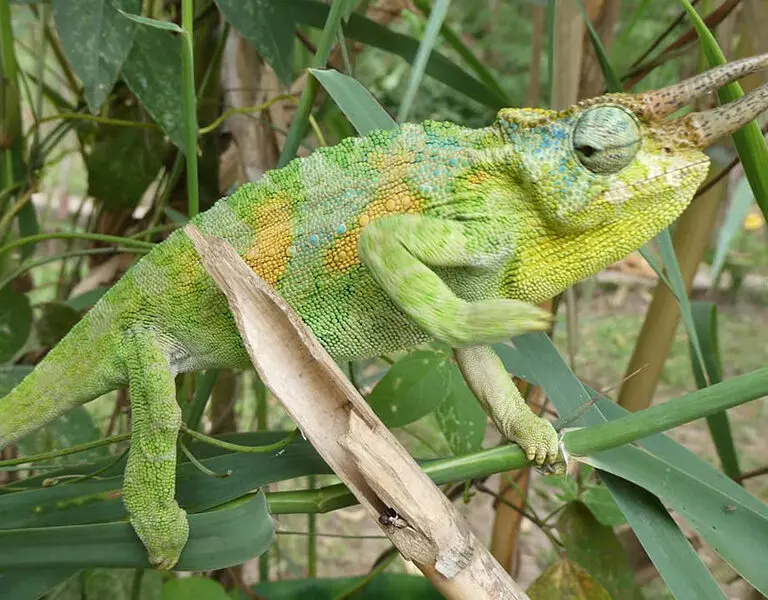 lake-mutanda-resort-4