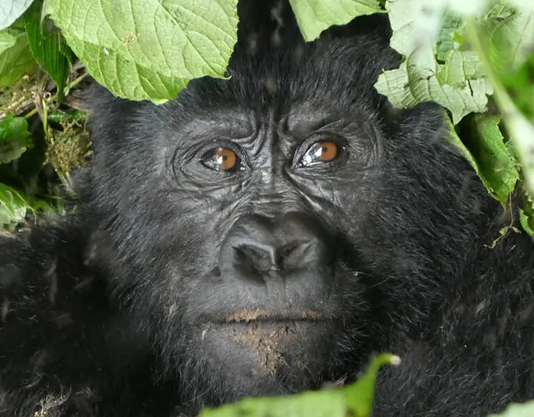 Gorilla trekking.