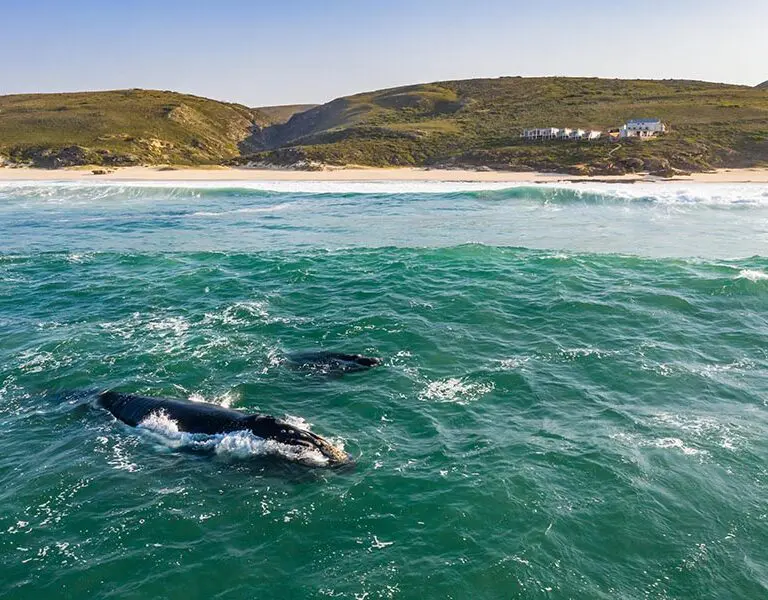 lekkerwater-beach-lodge-at-de-hoop-reserve-near-cape-town_1-2