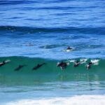 Watch as dolphins frolic in the surf. 