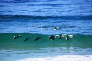 Watch as dolphins frolic in the surf. 