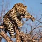 Leopardo silbador en un árbol de Namibia. 
