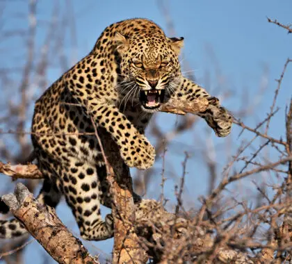 Leopardo silbador en un árbol de Namibia. 