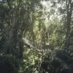 Traverse the treelines of the Ngare Ndare Forest Reserve. 