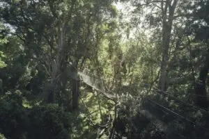 Traverse the treelines of the Ngare Ndare Forest Reserve. 