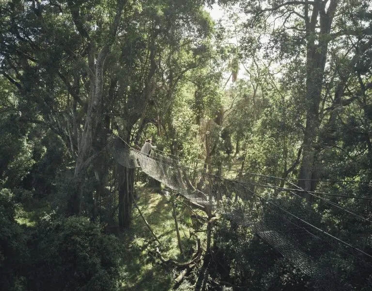 Traverse the treelines of the Ngare Ndare Forest Reserve. 