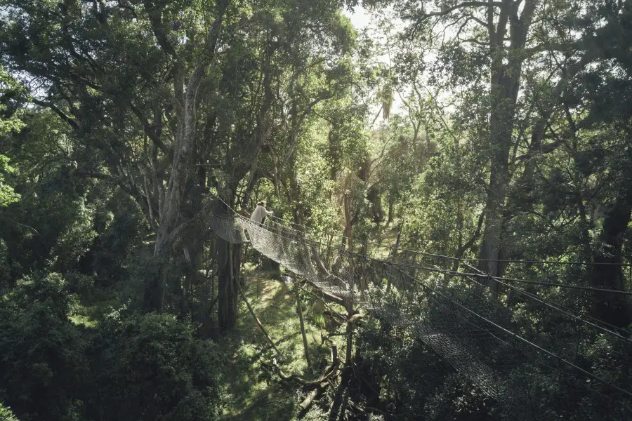 Traverse the treelines of the Ngare Ndare Forest Reserve. 