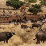 Witness a collection of wildlife - like a scene out of the Lion King.