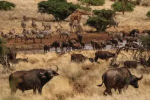 Witness a collection of wildlife - like a scene out of the Lion King.