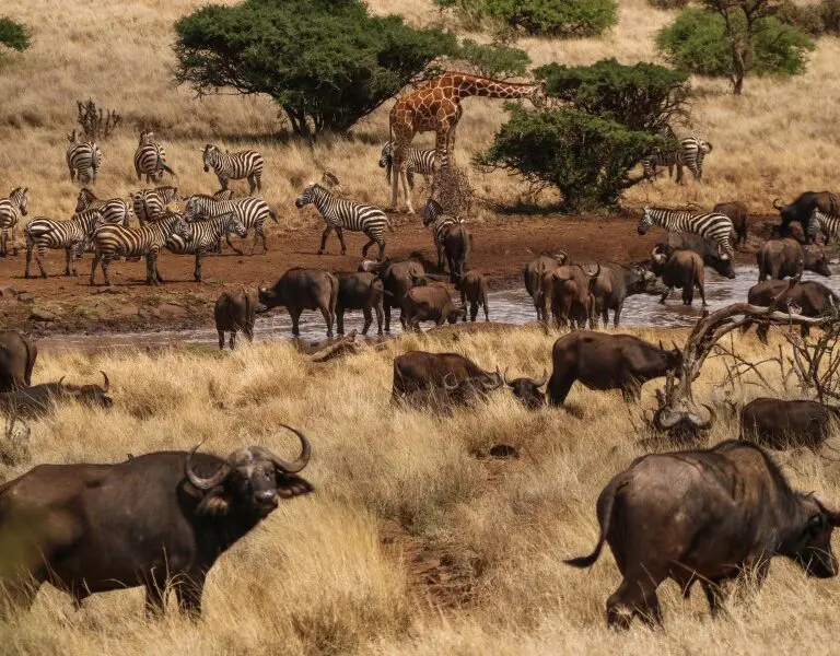 Witness a collection of wildlife - like a scene out of the Lion King.