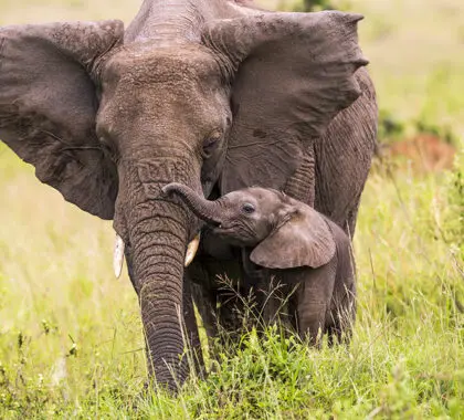 Una elefanta africana y su cría en el Masai Mara, Kenia. 