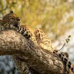 A beautiful leopard lazing in the tree.