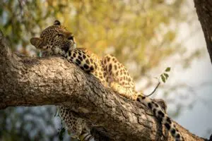 A beautiful leopard lazing in the tree.
