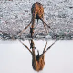 Jirafa agachada bebiendo en una charca en Namibia.