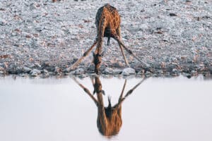 Jirafa agachada bebiendo en una charca en Namibia.