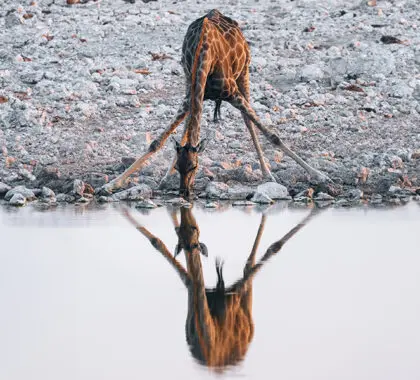 Jirafa agachada bebiendo en una charca en Namibia.