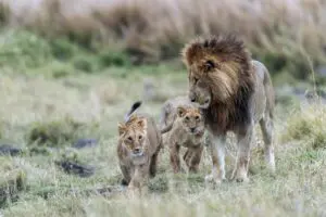 Spot out Big 5.