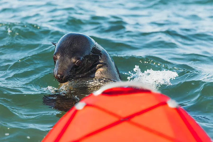 Kayaking with seals, Pelican Point, Namibia | Go2africa 