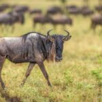 Bare witness to the Great Migration. 
