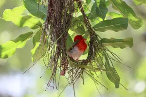 Bird watching is a popular pastime here. 