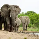 Elephants sighted at camp. 