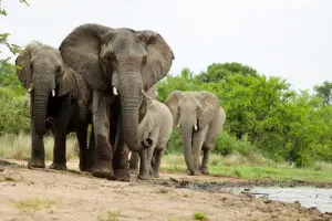 Elephants sighted at camp. 