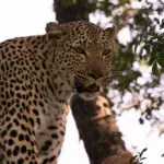 An elusive safari sighting, leopard. 