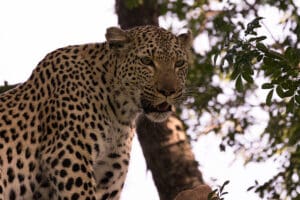 An elusive safari sighting, leopard. 