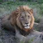 Get up close with Africa's prized Big Five. 