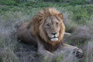Get up close with Africa's prized Big Five. 