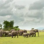Es frecuente ver grandes manadas de elefantes. 