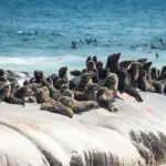 Visite las numerosas focas que viven en la Costa de los Esqueletos | Shipwreck Lodge