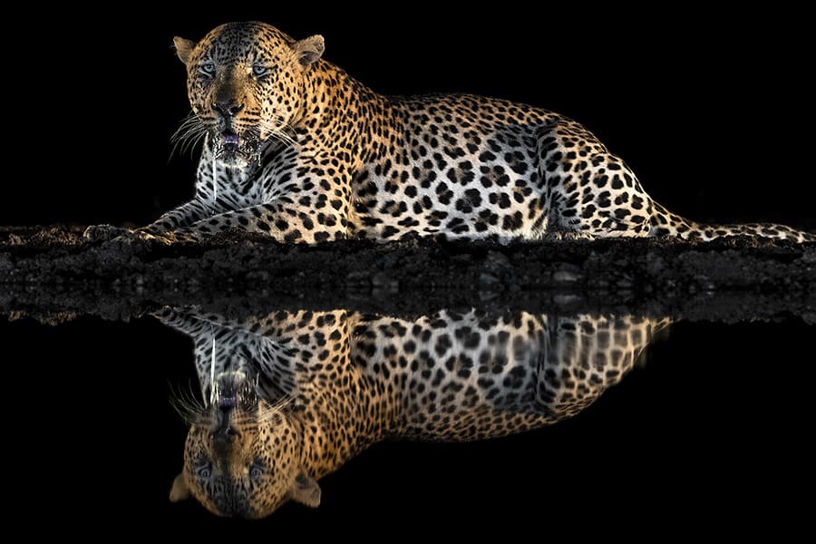 Safari fotográfico con leopardos en Sudáfrica | Go2Africa
