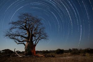 Estelas de estrellas sobre un baobab en Botsuana.