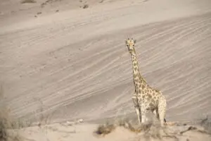 Las jirafas se integran bien en el entorno | Hoanib Skeleton Coast Camp