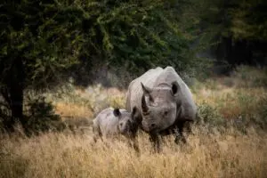 Tacha de tu lista un raro avistamiento de rinocerontes en el Kruger | Andrew Liu, Unsplash