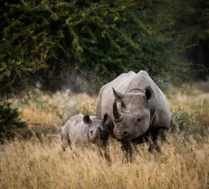 Tacha de tu lista un raro avistamiento de rinocerontes en el Kruger | Andrew Liu, Unsplash