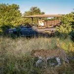 The most elusive of the Big Five. 